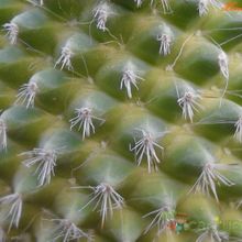 A photo of Mammillaria spinosissima fma. unpico