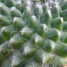 A photo of Mammillaria spinosissima fma. unpico
