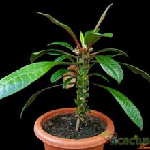 Una foto de Euphorbia leuconeura