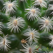 Una foto de Mammillaria solisioides