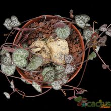 A photo of Ceropegia woodii