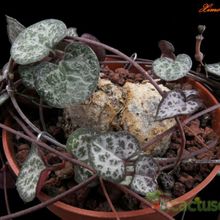 A photo of Ceropegia woodii