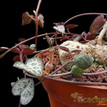 A photo of Ceropegia woodii