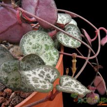 A photo of Ceropegia woodii