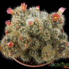 A photo of Mammillaria prolifera cv. L ami Lode