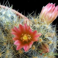 A photo of Mammillaria prolifera cv. L ami Lode