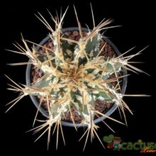 A photo of Astrophytum ornatum cv. Fukuryu Haku jo