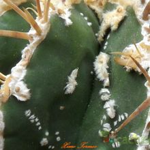 Una foto de Astrophytum ornatum cv. Fukuryu Haku jo