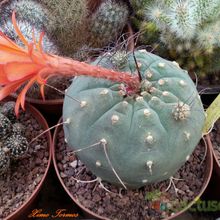A photo of Matucana madisoniorum