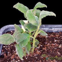 A photo of Sinningia magnifica  
