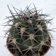 Una foto de Acanthocalycium ferrarii