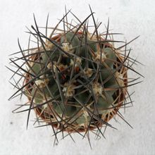 Una foto de Acanthocalycium ferrarii