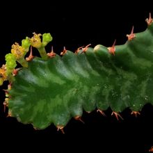 Una foto de Euphorbia stellata  