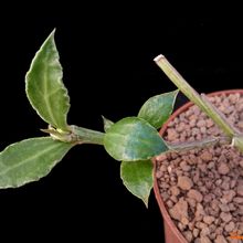 Una foto de Euphorbia neostolonifera  
