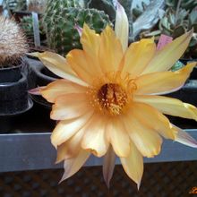 A photo of Echinopsis cv. Shannons Gold