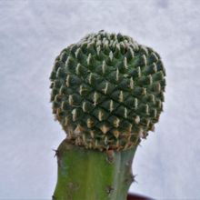 A photo of Turbinicarpus pseudopectinatus fma. inermis