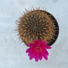 Una foto de Sulcorebutia cylindrica