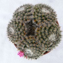 Una foto de Mammillaria hahniana ssp. bravoae