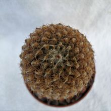 A photo of Eriosyce napina subsp. lembckei