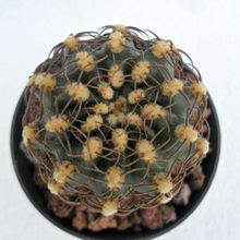 A photo of Echinopsis backebergii