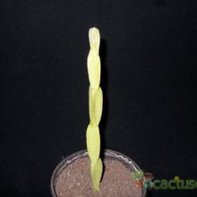 Una foto de Rhipsalis paradoxa