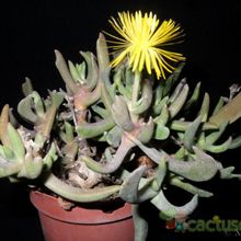 A photo of Rhombophyllum dolabriforme