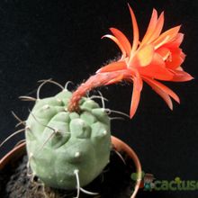 A photo of Matucana madisoniorum