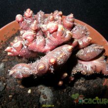 A photo of Echinopsis cv. CHOCOLATE fma. mostruosa