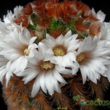 A photo of Mammillaria carmenae