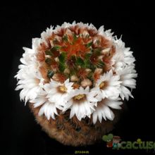A photo of Mammillaria carmenae