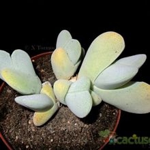 A photo of Cheiridopsis pillansii