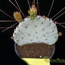 A photo of Opuntia macrocentra