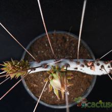 A photo of Opuntia macrocentra