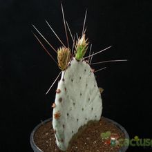 A photo of Opuntia macrocentra