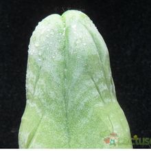 Una foto de Echinopsis lageniformis fma. mostruosa