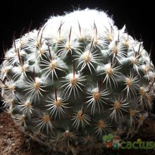 A photo of Turbinicarpus saueri ssp. ysabelae