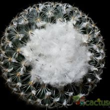 A photo of Turbinicarpus saueri ssp. ysabelae