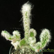 Una foto de Austrocylindropuntia vestita fma. crestada