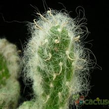 Una foto de Austrocylindropuntia vestita fma. crestada