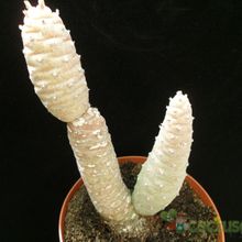 A photo of Tephrocactus diadematus