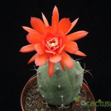 A photo of Matucana madisoniorum