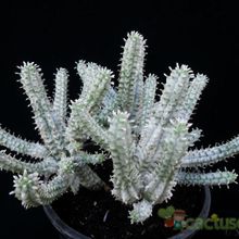 A photo of Euphorbia mammillaris fma. variegada