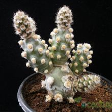 A photo of Tephrocactus molinensis
