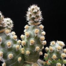 A photo of Tephrocactus molinensis