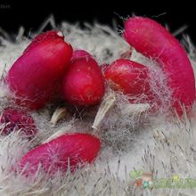 Una foto de Epithelantha micromeris
