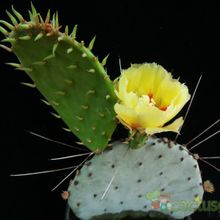 A photo of Opuntia macrocentra