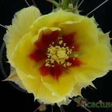 A photo of Opuntia macrocentra