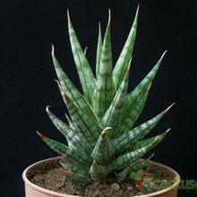 A photo of Sansevieria francisii