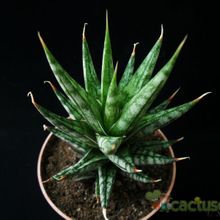 A photo of Sansevieria francisii