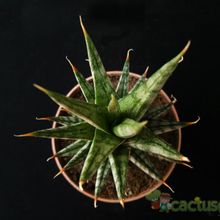 A photo of Sansevieria francisii